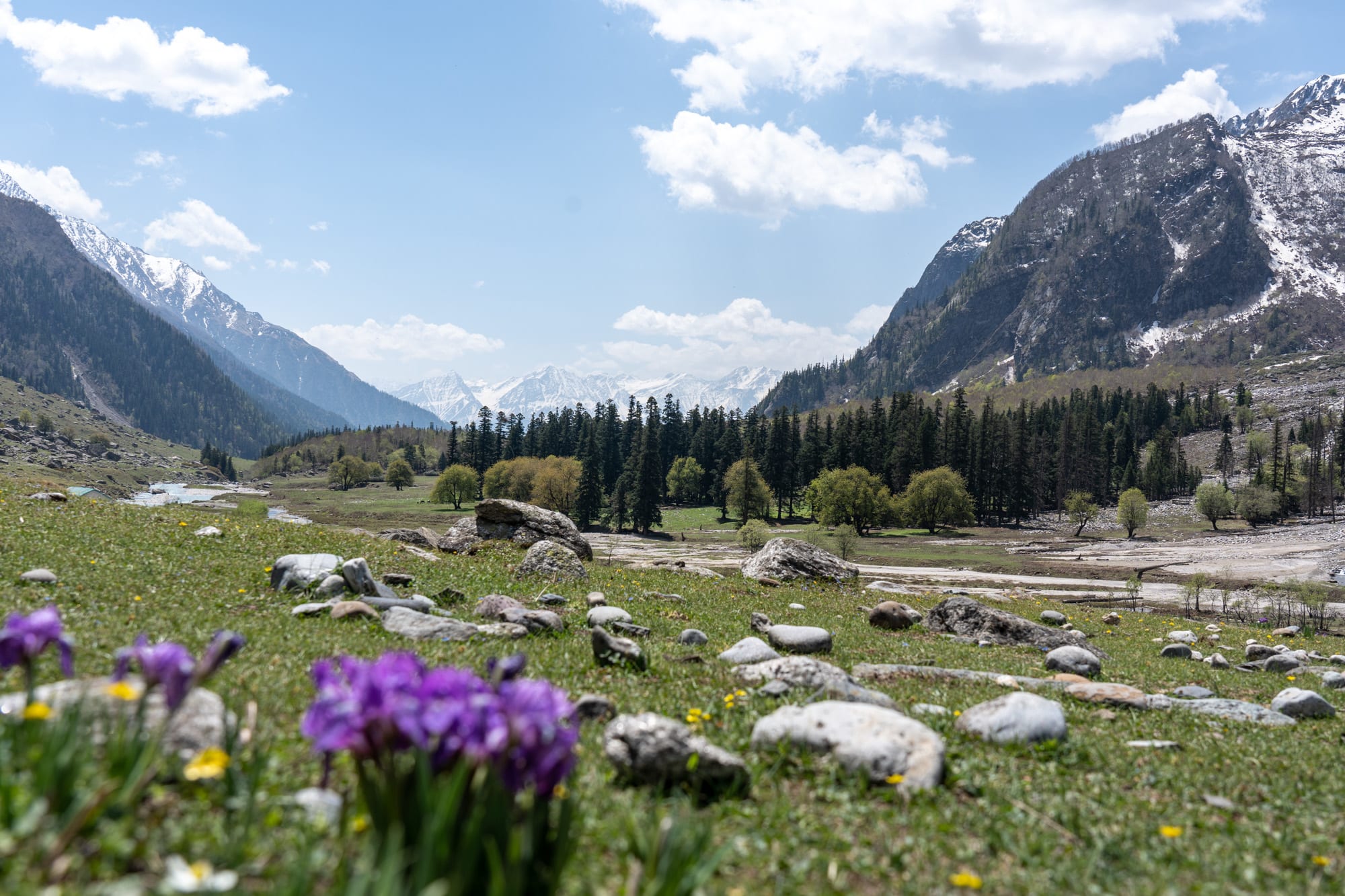 Mulling campsite with flowers in the foreground