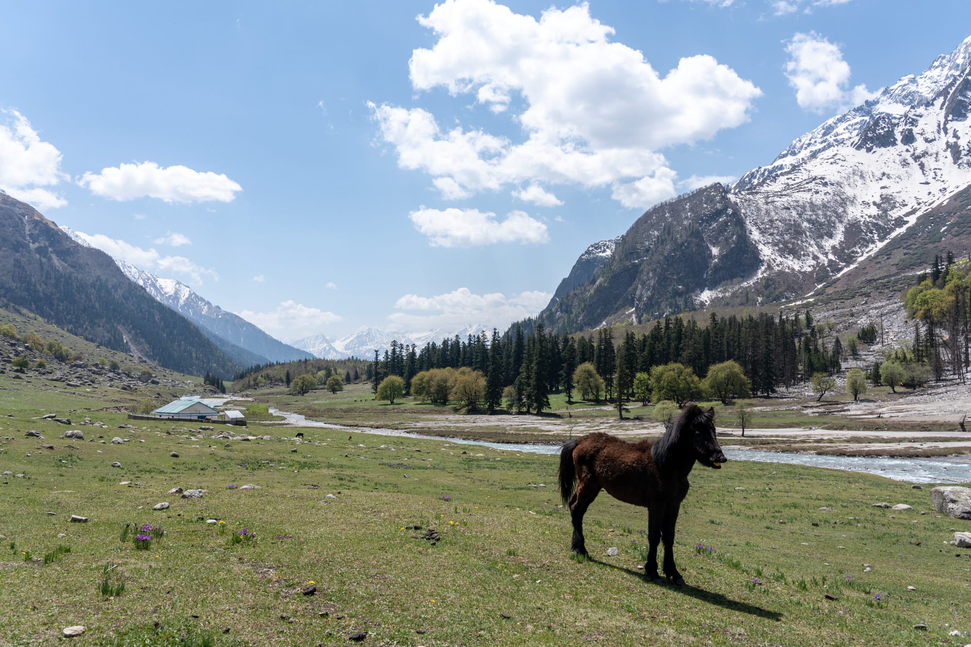 Horse standing on the meadows of Mulling, Bhaba valley, Kinnaur