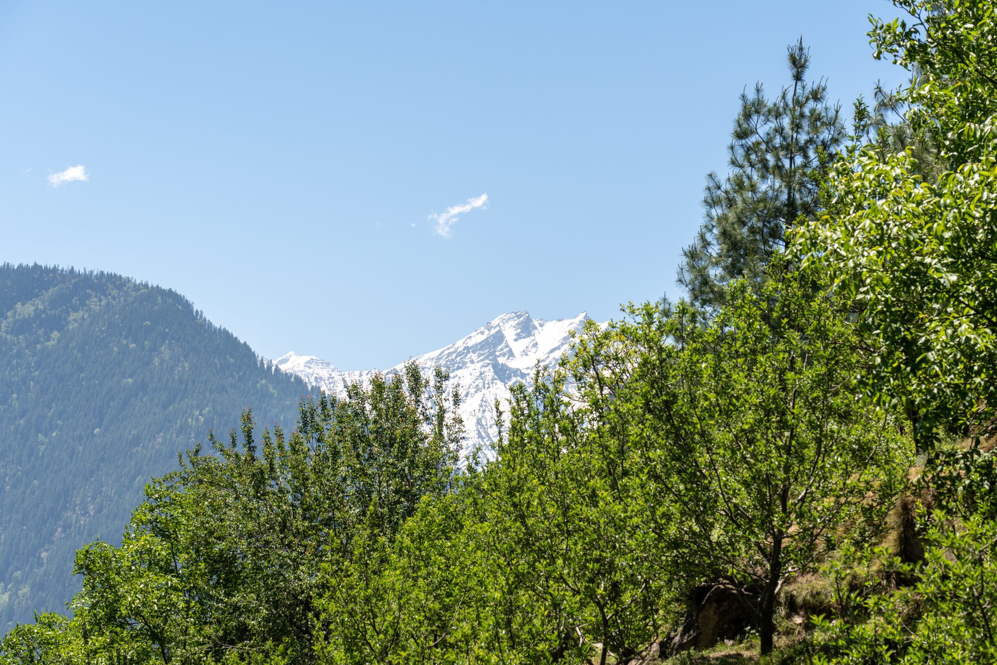 snow mountain behind apple trees