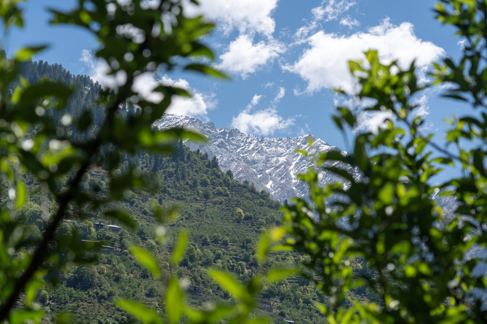 mountain behind apple trees