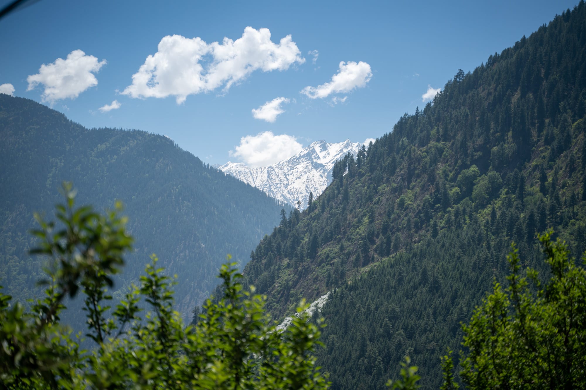 Mountain covered with snow with forest and apple trees in the foreground