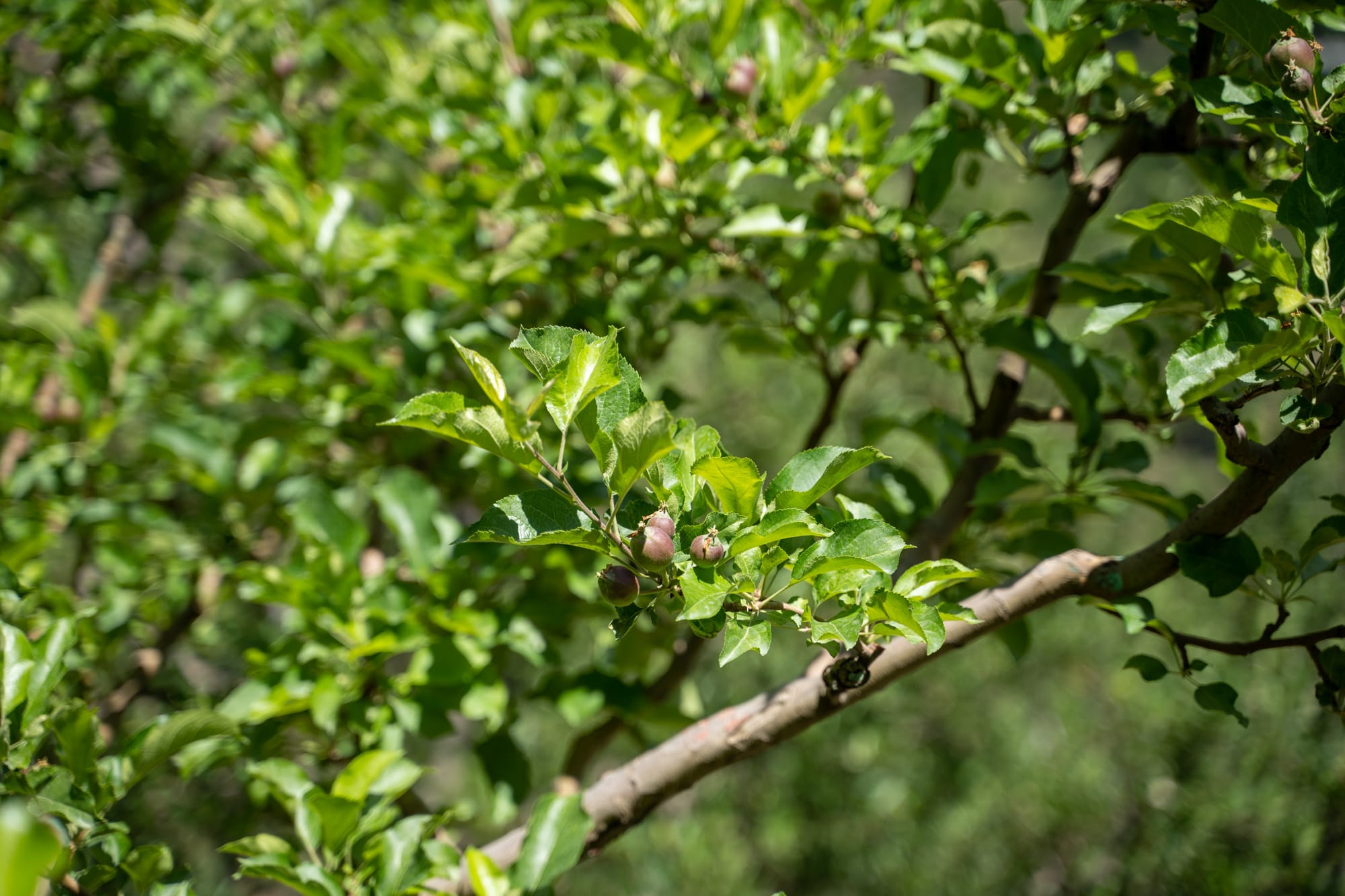 leaves