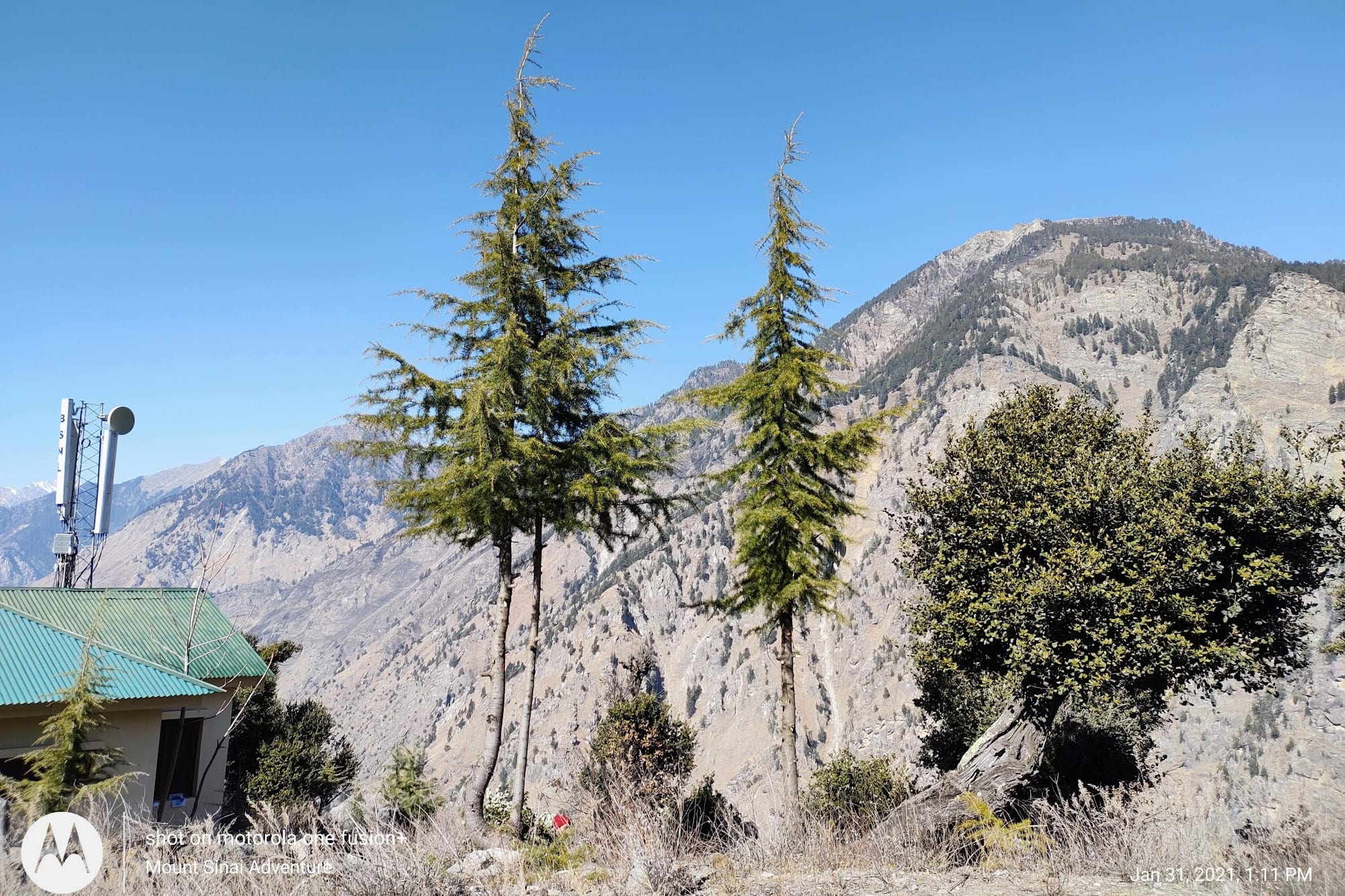 some trees and majestetic mountains in the background