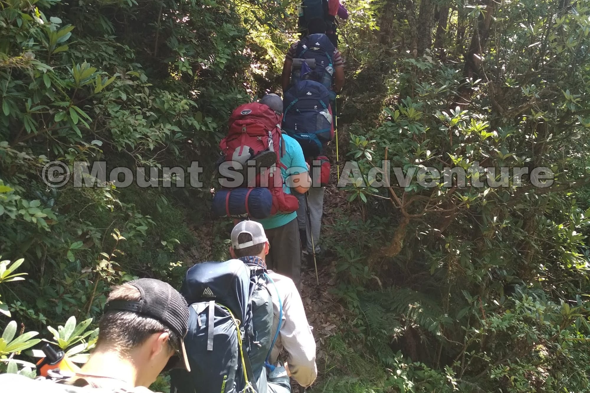 a group of people walking through the forest of Bhaba valley