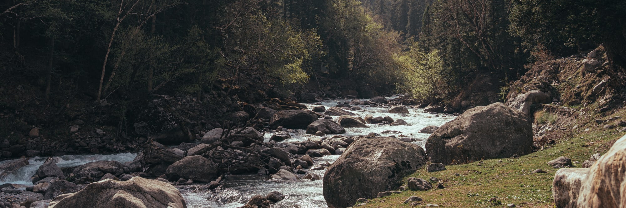 river flowing through a forest with sunbursts