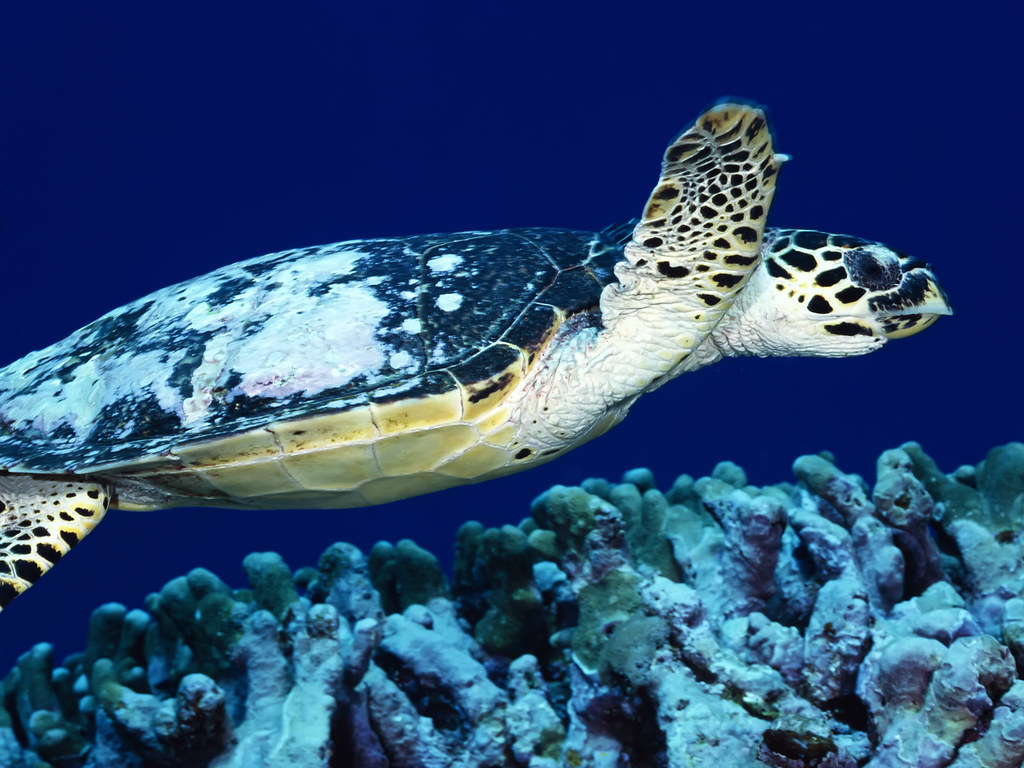 Loggerhead Marinelife Center Photography