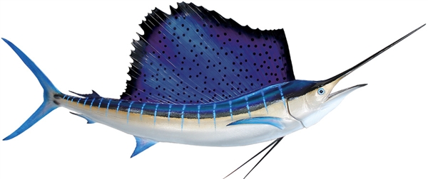 Sailfish Species Florida