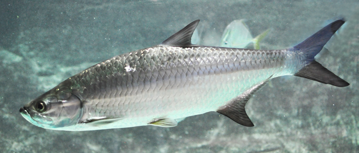 Tarpon Species Florida