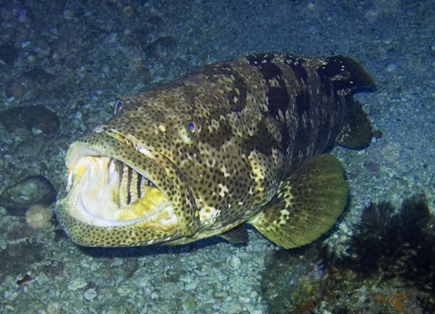 Grouper Fish Florida