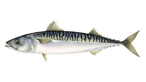 Mackerels Fish