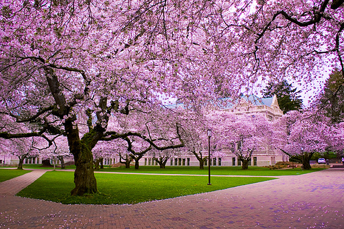 Cherry Blossom and Japanese Cultural Festival