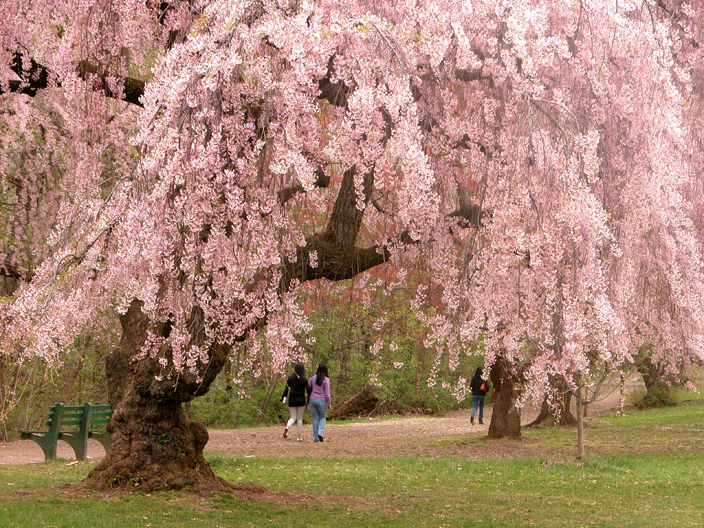 Nashville Cherry Blossom Festival