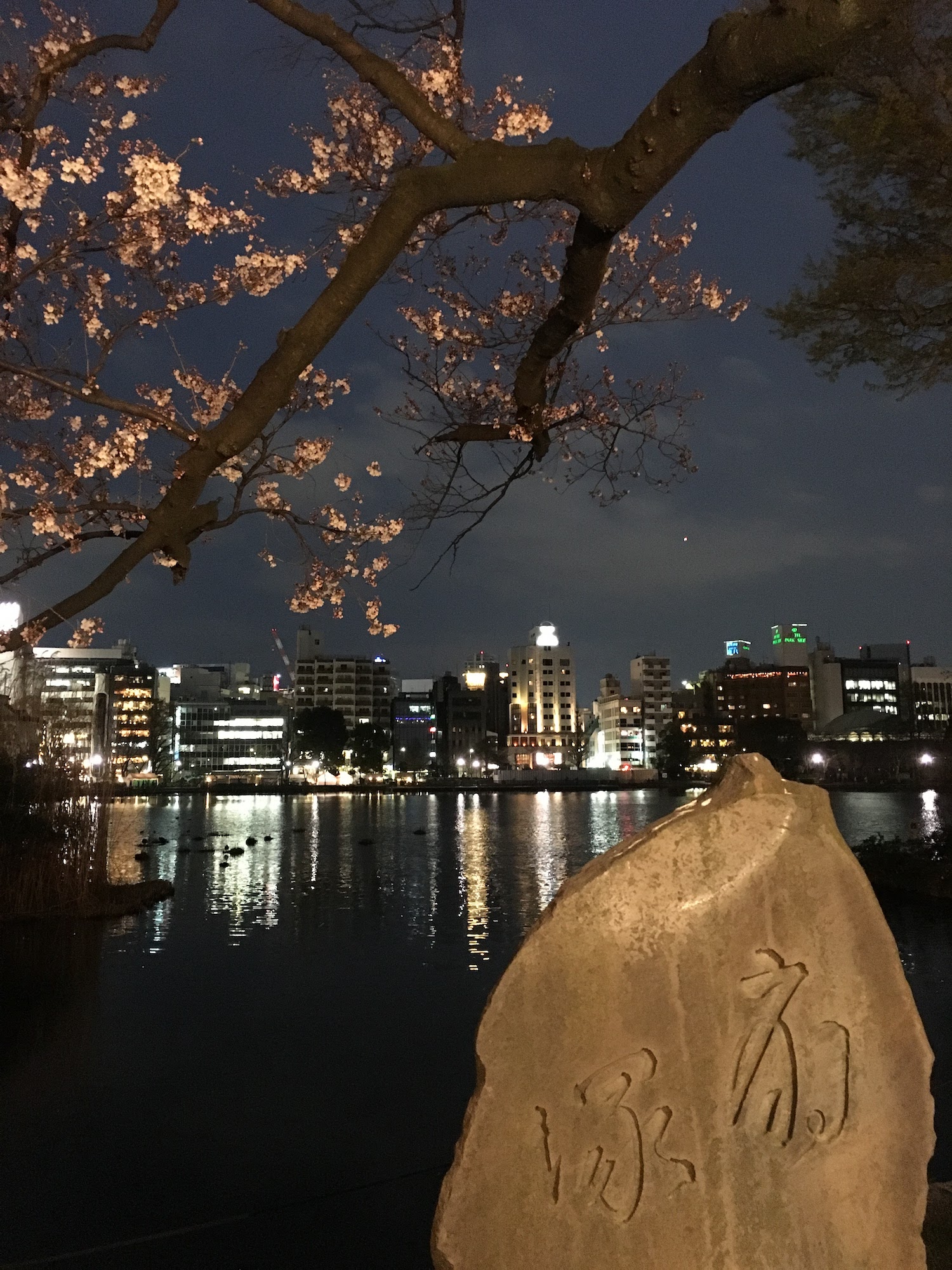 cherries at night