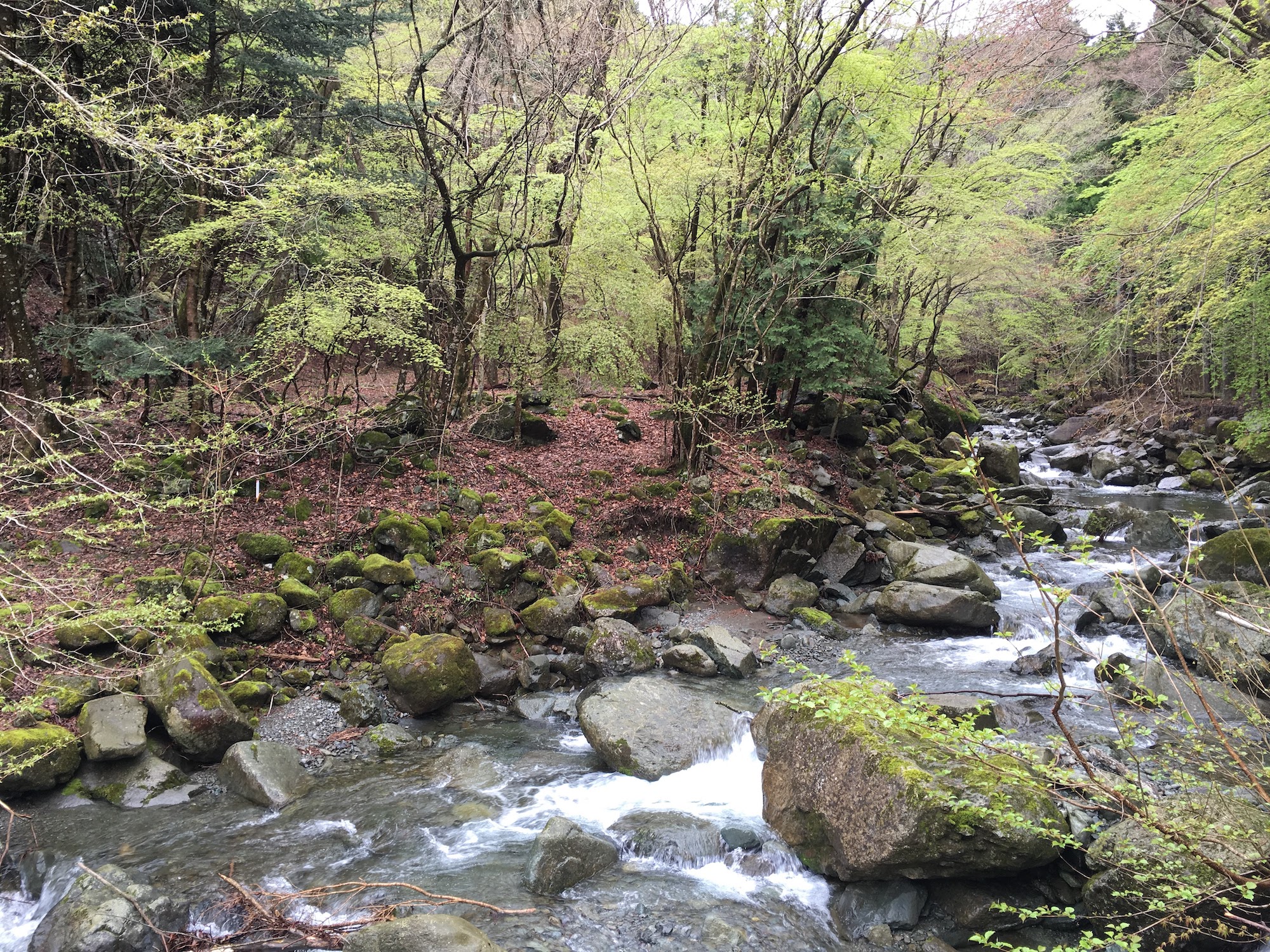 greening trees