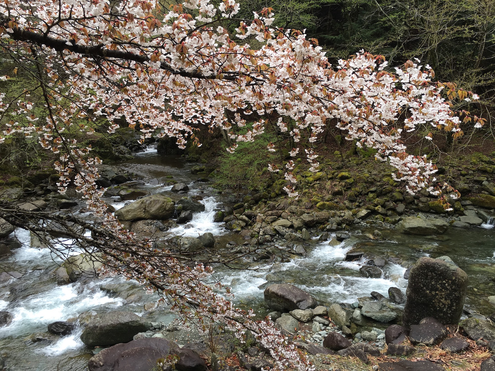 cherry blossoms