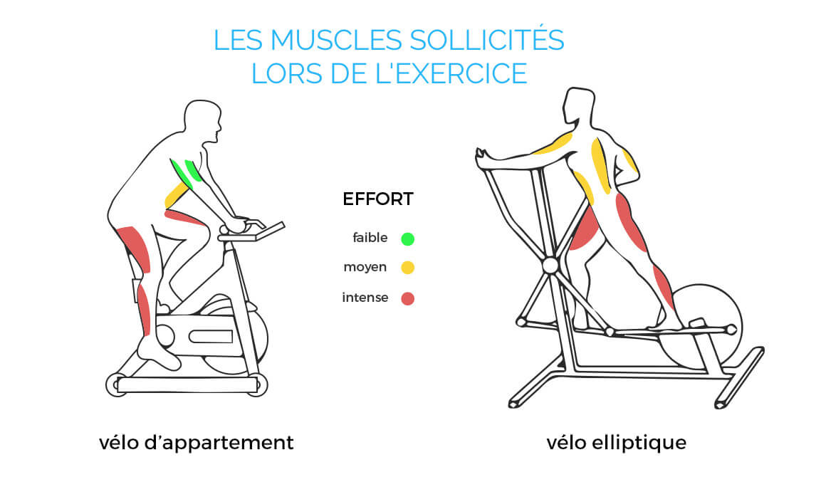 Muscles sollicités sur vélo d'appartement