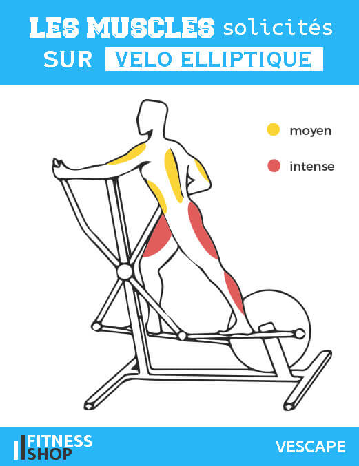 Velo elliptique muscles sollicites