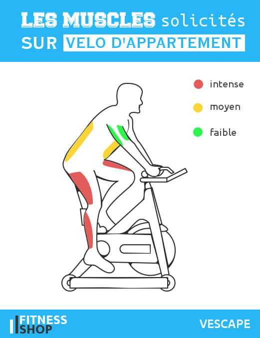 Velo d'appartement muscles sollicites