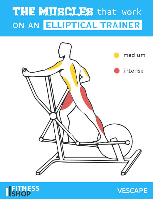 backwards elliptical muscles worked