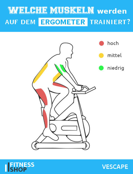 Ergometer Welche Muskeln werden trainiert