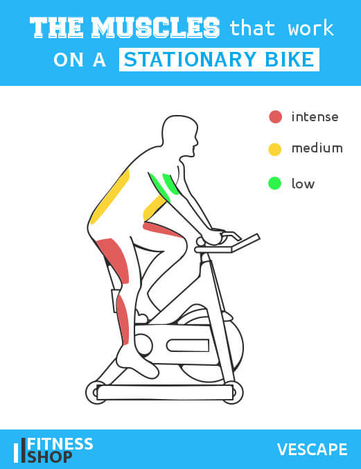 Qué músculos trabajan en una bicicleta estática