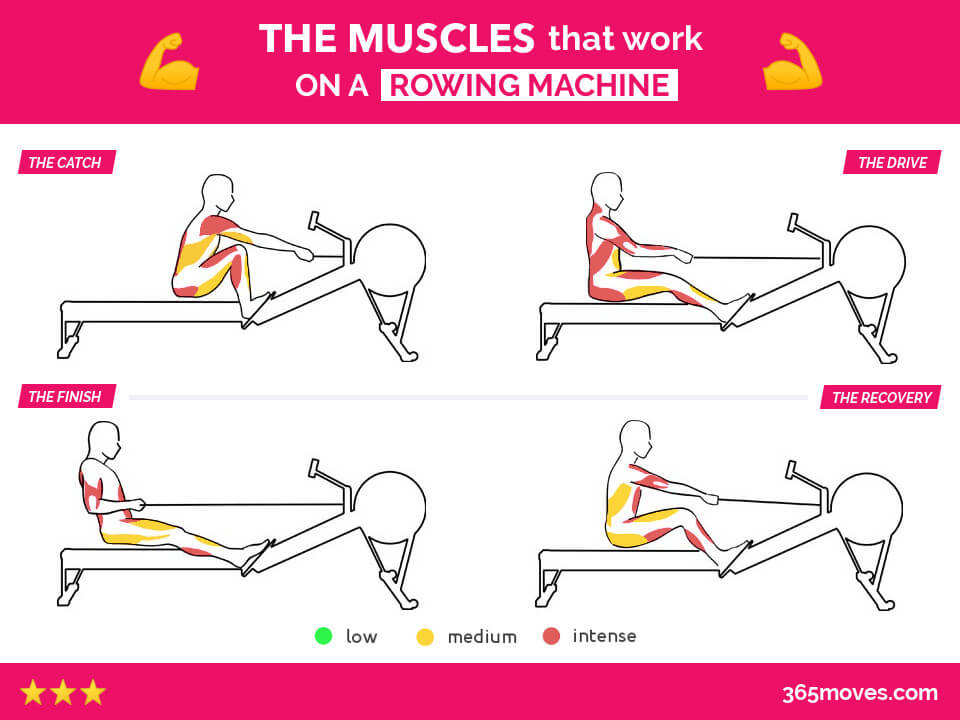 muscles that work on rowing machine for each position