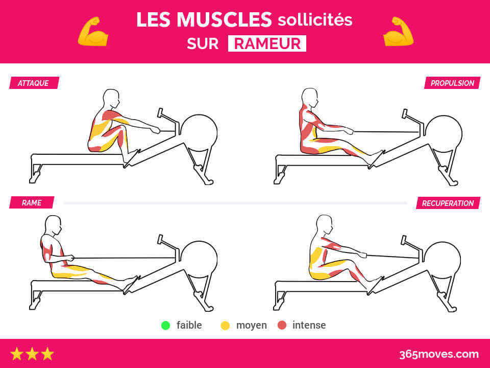 muscles sollicités sur rameur pour chaque position