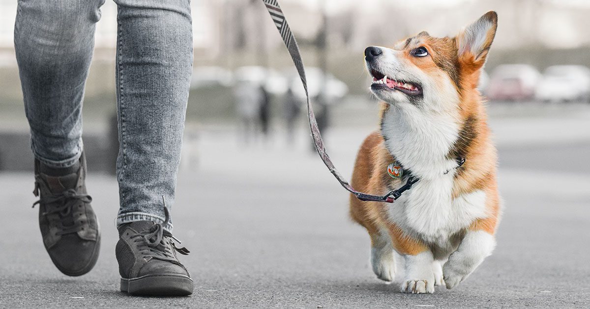 Al-baiti's Dog Walking