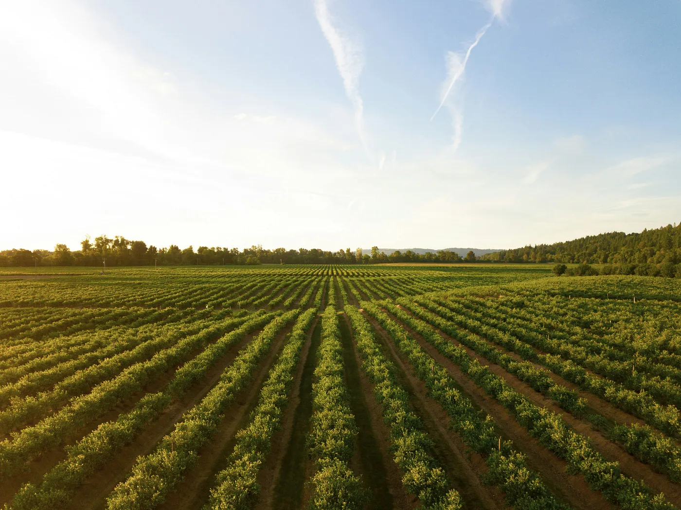 Linear rows of green crops in an Idaho agricultural field.