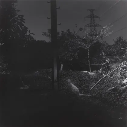 夜間動物園(2002) - 顔長江 藏品 M+