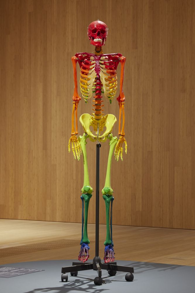 Inner Rainbow Skeleton (1990) - Ay-O | Objects | M+ Museum