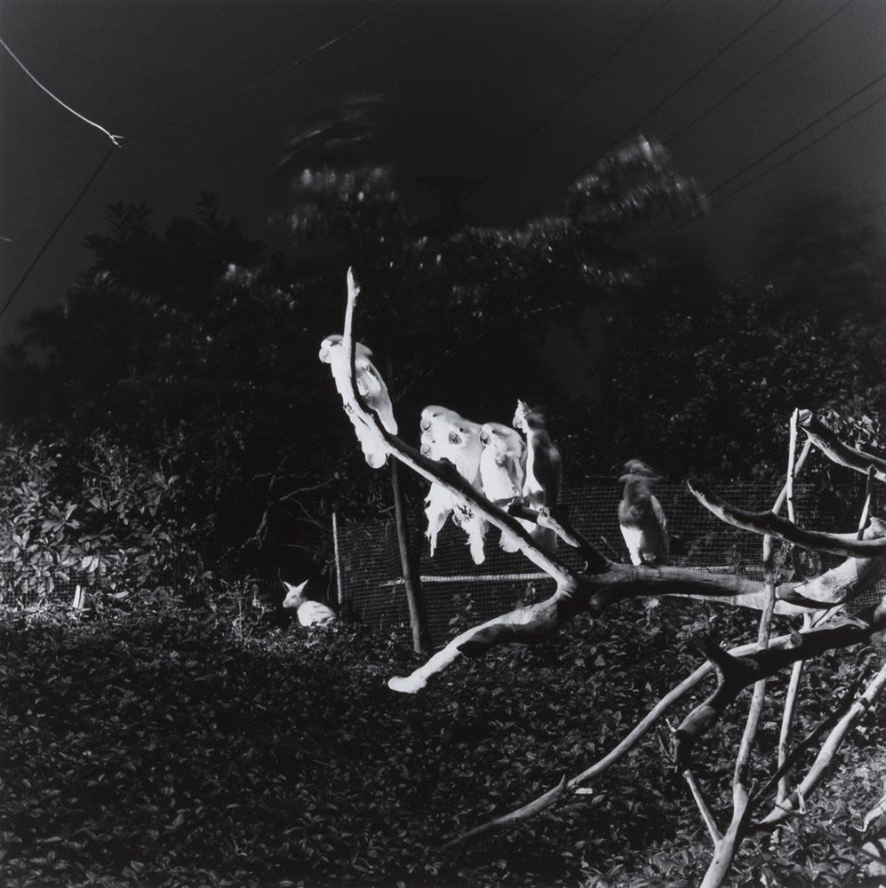 夜間動物園(2003) - 顏長江| 藏品| M+