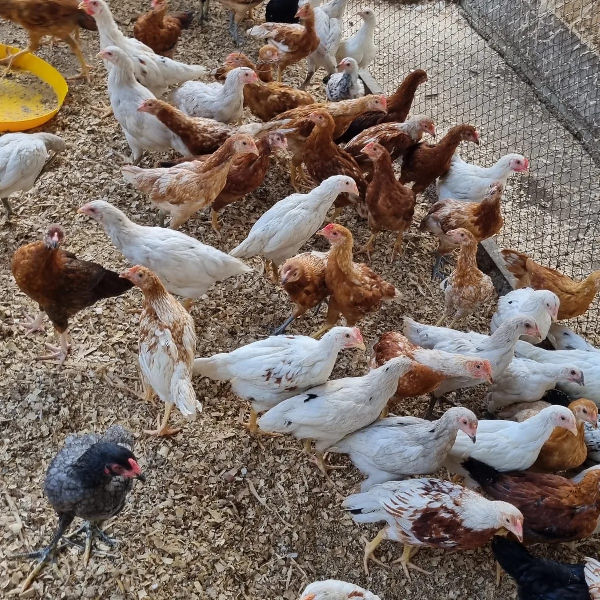 Jual Ayam Kampung Super Pedaging