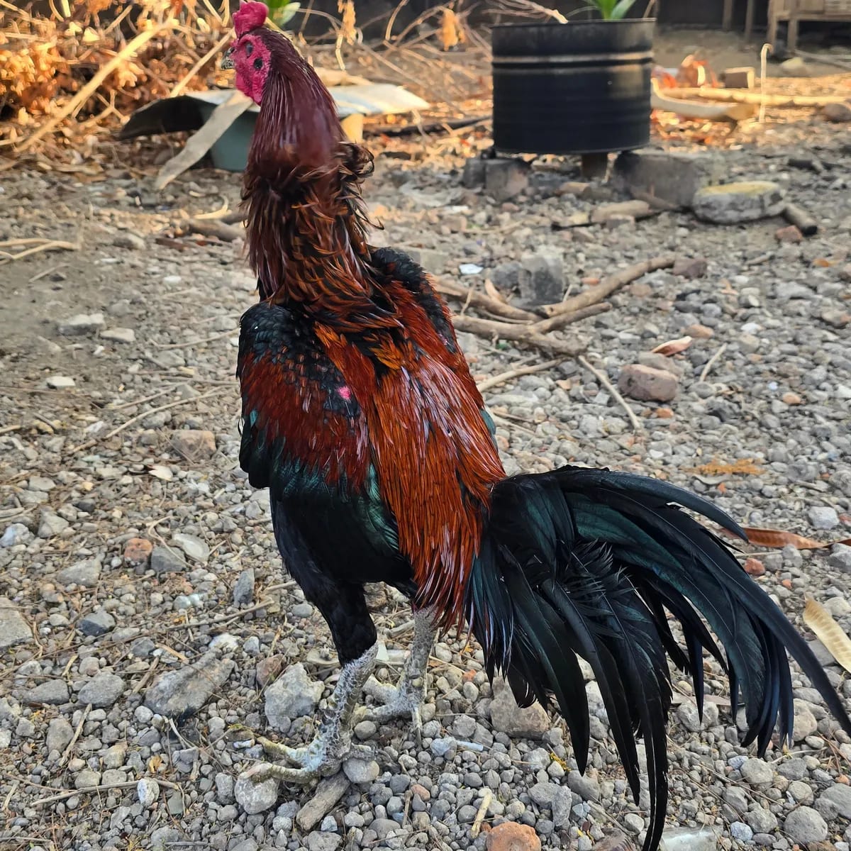 Anak Ayam Bangkok usia 2 bulan ke atas area Maumere