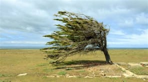 tree blowing in wind