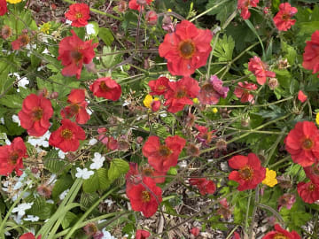 Colourful flowers reflecting practicalities