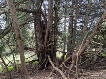 Tangled yew tress representing client complexity
