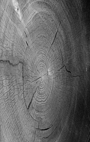 concentric rings of tree