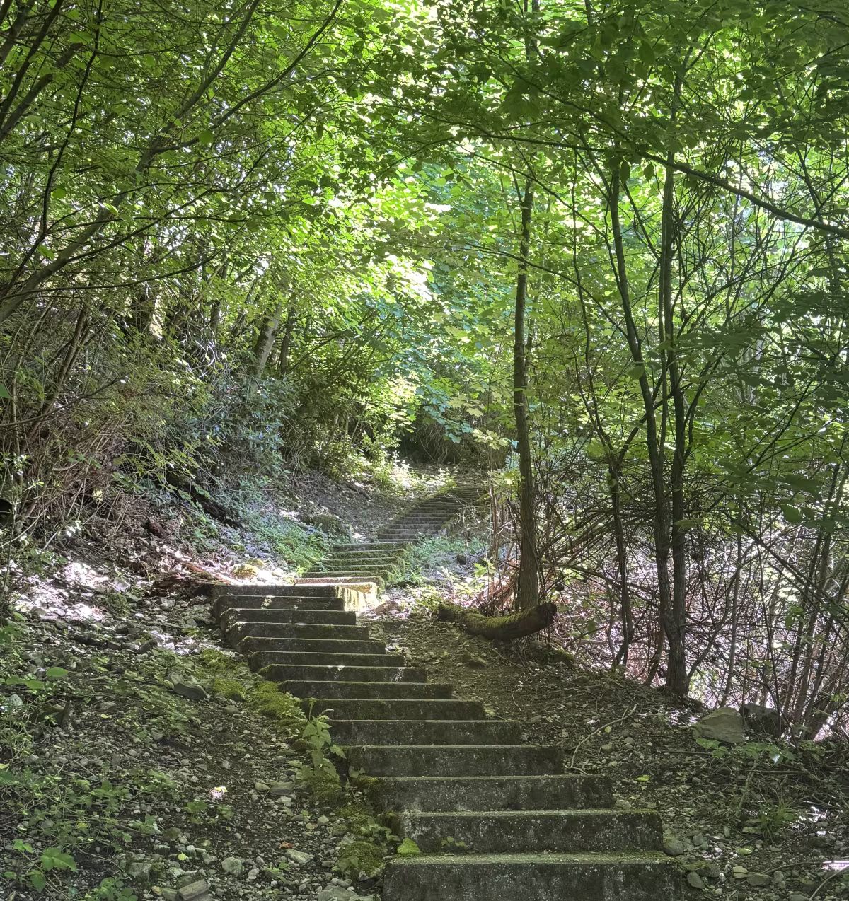 Picture of steps leading up a wooded valley