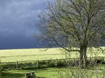 Ash tree at edge of field with dark sky