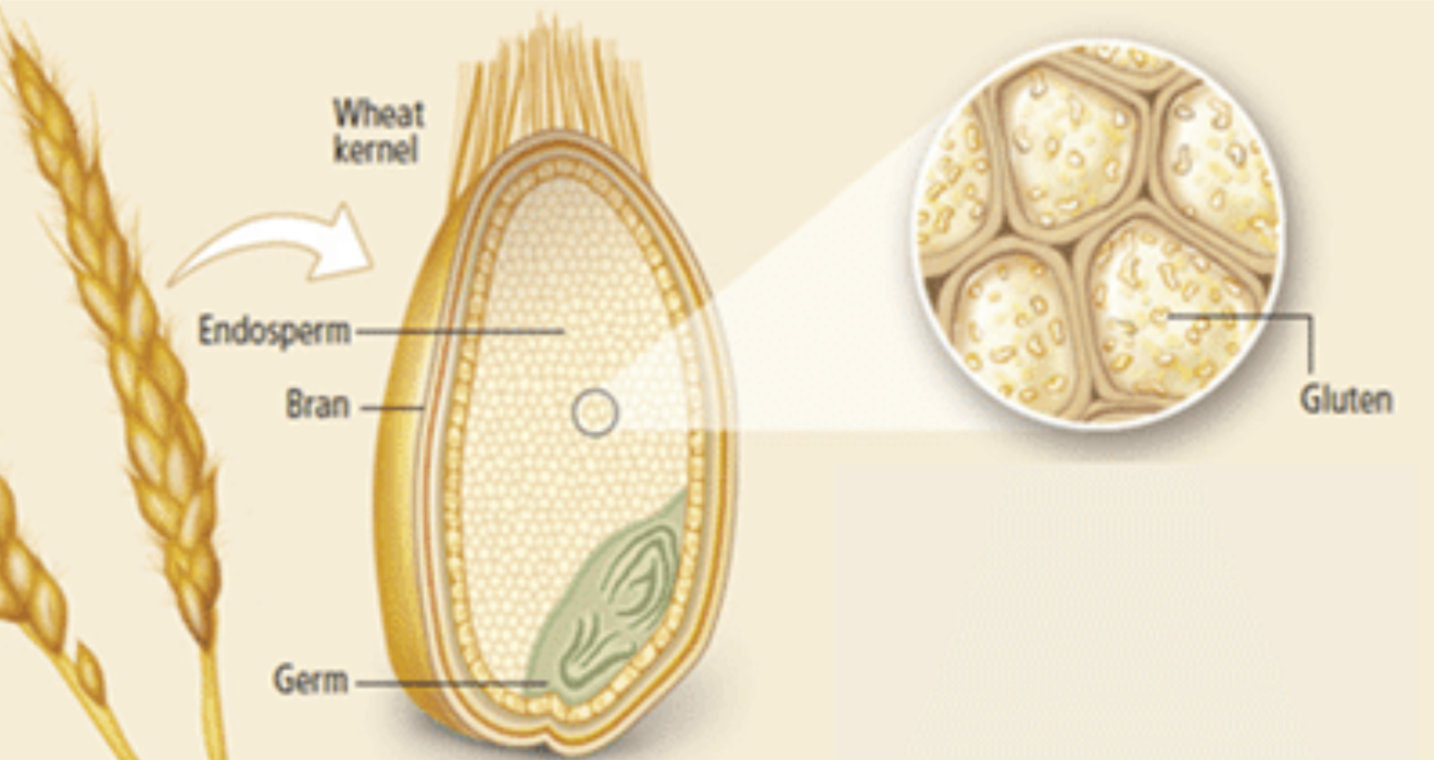 Глютеин. Глютен структура. Глютен строение. Глютен в зерне. Строение пшеницы клейковина.