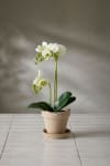 Phalaenopsis