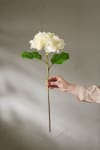 Hortensia
