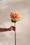 Dahlia
