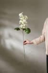 Syrénhortensia