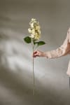 Syrénhortensia