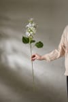 Syrénhortensia