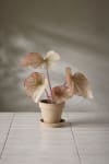 Rexbegonia