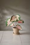 Rexbegonia