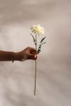 Zinnia